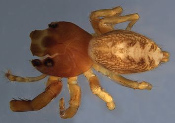 preview Opisthoncus serratofasciatus L. Koch, 1881